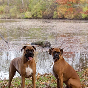 HeaPair of male Boxers fawn coloured with natural ears, sitting by lake in Autumn