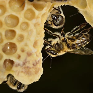 Honey bee (Apis mellifera) workers looking after queen cells, Kiel, Germany