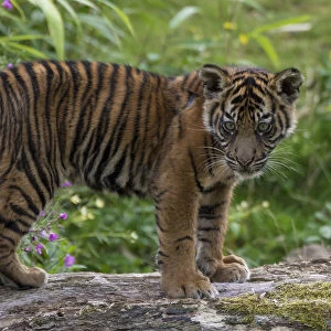 Juvenile Sumatran tiger (Panthera tigris sumatrae), aged four months, captive, occurs in Sumatra