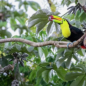 Keel-billed toucan (Ramphastos sulfuratus) perched on branch with fruit in beak, Calakmul Bioshpere Reserve UNESCO Site, Campeche, Mexico