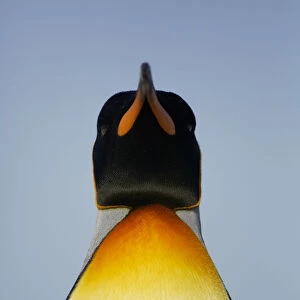 King penguin {Aptenodytes patagonicus} portrait, Falkland Islands