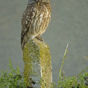 Little owl (Athene noctua) perched on post, Bulgaria, May 2008