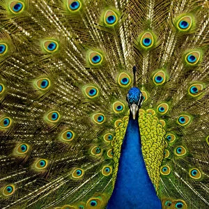 Male peacock (Pavo cristatus) displaying his ocellated tail feathers