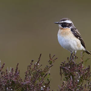 Male Whinchat (Saxicola rubetra) perched on moorland heather, Denbighshire, Wales