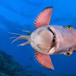 Mexican hogfish (Bodianus diplotaenia) swimming on its side, Socorro Island, Baja California, Mexico, Pacific Ocean
