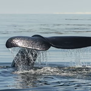 North Atlantic right whale (Eubalaena glacialis) tail fluke, Bay of Fundy, Canada
