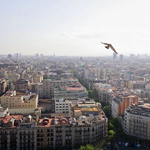 Peregrine falcon (Falco peregrinus) in flight over city, Barcelona, Spain. April