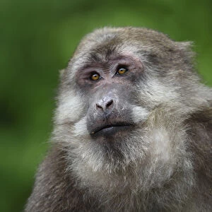 Portrait of male Tibetan macaque (Macaca thibetana) sitting in the bush in Tangjiahe Nature Reserve