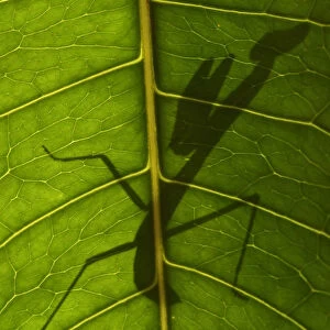 Praying mantis nymph silhouetted through leaf