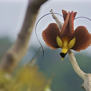 Red Bird-of-Paradise (Paradisaea rubra) male performing practice display at tree-top lek