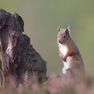 Red Squirrel (Sciurus vulgaris) in pine forest. Glenfeshie, Scotland, December