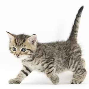 RF- Cute tabby kitten, Stanley, aged 6 weeks, walking