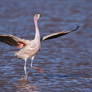 RF- Jamess flamingo (Phoenicoparrus jamesi) wings spread, taking off from water