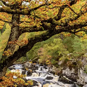 RF - Rogie Falls and autumn woodland with Common oak or Pedunculate oak (Quercus robur). Caledonian forest, Reilig Glen, Scottish Highlands. Scotland. October. (This image may be licensed either as rights managed or royalty free.)