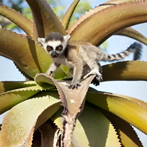 Ring-tailed Lemur (Lemur catta) baby climbing on Aloe in spiny forest. Anjampolo Forest