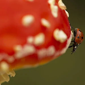 Seven-spot Ladybird (Coccinella septempunctata) on fly agaric (Amanita muscaria). Sheffield