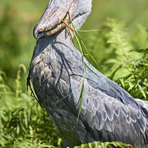 Shoebill stork (Balaeniceps rex) after eating a Spotted African lungfish in the swamps of Mabamba