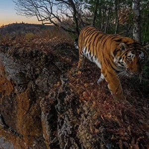 Siberian tiger (Panthera tigris altaica) walking on cliff top at the edge of mountainous forest with forested valley below, Land of the Leopard National Park, Russian Far East. Endangered. Taken with remote camera. October