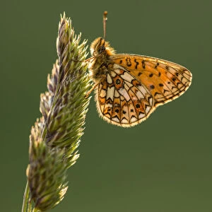 Small pearl bordered fritillary butterfly (Boloria selene) resting on grass, backlit underwing