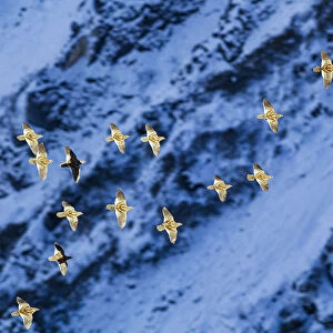 Snow partridge (Lerwa lerwa) flock flying past snowy rockface, in evening light