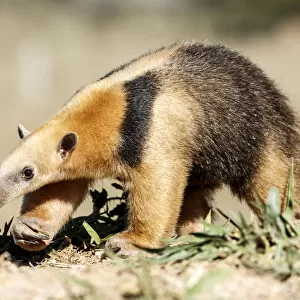 Southern anteater (Tamandua tetradactyla) Formoso River, Bonito, Mato Grosso do Sul