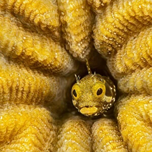 Spinyhead blenny (Acanthemblemaria spinosa) peeking out from a hole inhard coral, Bonaire, Lesser Antiles, Caribbean Sea