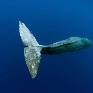 tail detail of Sperm Whale (Physeter macrocephalus) Pico Island, Azores, Portugal