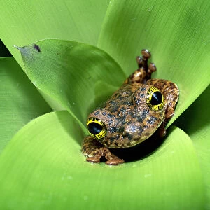 Tree frog (Ostocephalus oophagus) in bromeliad, female lays eggs for her tadpoles to eat