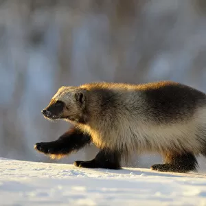 Wolverine (Gulo gulo) walking in the snow
