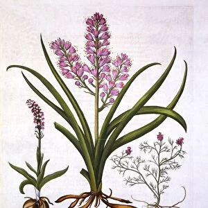 Asphodel, Burnt Orchid and Fumaria Spicata, from Hortus Eystettensis, by Basil Besler