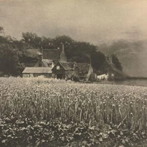 Camera Work: The Onion Field - 1890, 1890. Creator: George Davison (British, 1856-1930)