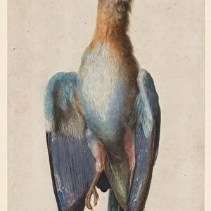 Dead Blue Roller, 1583. Creator: Hans Hoffmann (German, 1545 / 50-1591 / 92)