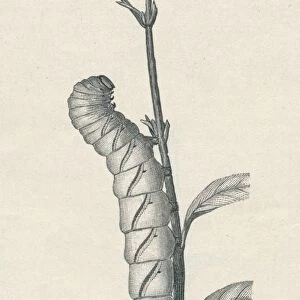 Full-Grown Caterpillar of the Privet Hawk-Moth, Similarly Occupied, c1900, (1910). Artist: Fred Enock