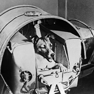 Laika, Russian cosmonaut dog, 1957