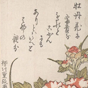 Peonies and Iris, 18th-19th century. Creator: Yanagawa Shigemasa