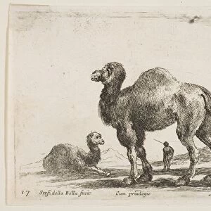Plate 17: camels, from Various animals (Diversi animali), ca. 1641