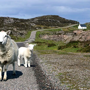 Sheep and lamb, Applecross Peninsula, Highland, Scotland