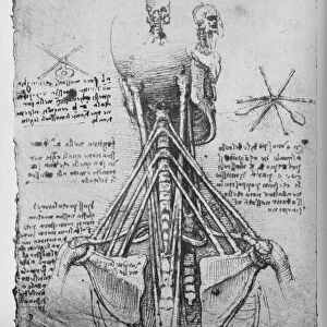 Study of the Back View of a Skeleton, Showing the Tendons of the Neck, c1480 (1945). Artist: Leonardo da Vinci