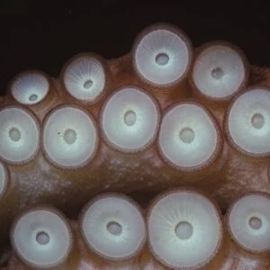 Suckers on tentacles of Octopus Vulgaris, 20th century. Artist: CM Dixon