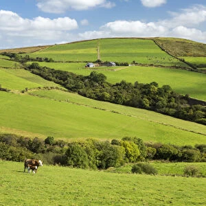 Cattle Grazing On Lush Green Hilly Pastures With Trees Separating Fields; County Kerry, Ireland