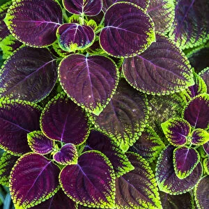 Close-up of bright purple and green coleus plant leaves in Ubud District in Gianyar, Bali, Indonesia