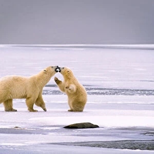 Cub on its hind legs touching noses with its mother on ice