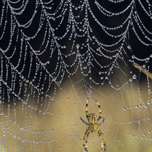 Dew Collects On The Web Of A European Garden Spider; Astoria, Oregon, United States Of America