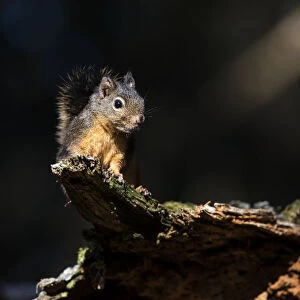 Douglas Squirrel (Tamiasciurus Douglasii) Looks Down From A Log; Ilwaco, Washington, United States Of America