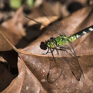 Eastern Pondhawk Dragonfly (Erythemis Simplicicollis) Casts A Shadow On A Leaf; Vian, Oklahoma, United States Of America