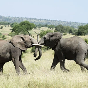 Elephants Sparring In Tarangire National Park; Tanzania