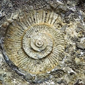 Fossil; Geology