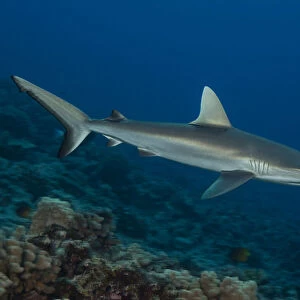 Grey reef sharks (Carcharhinus amblyrhynchos) are a common coastal-pelagic and inshore species found on coral reefs adjacent to drop-offs involving current and the open ocean. This young shark was photographed in Hawaii; Hawaii, United States of America