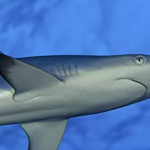 Hawaii, Grey Reef Shark (Carcharinus Amblyrhnchos) Viewed From Below