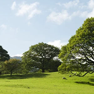 Oak Tree in Meadow, Keswick, Cumbria, England
